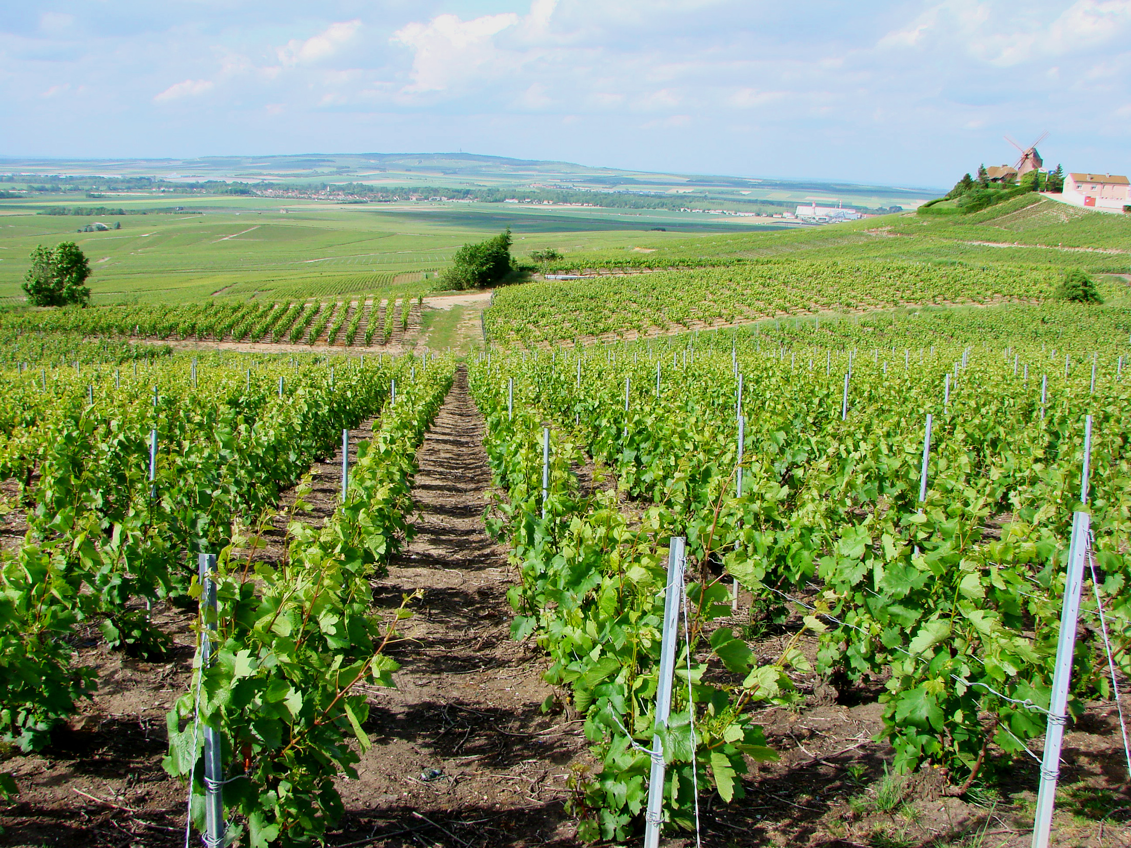 Parc Naturel Régional de la Montagne de Reims  France Grand Est Marne Pourcy 51480