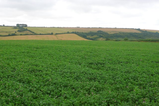 View Across Coombe Bottom - geograph.org.uk - 903970