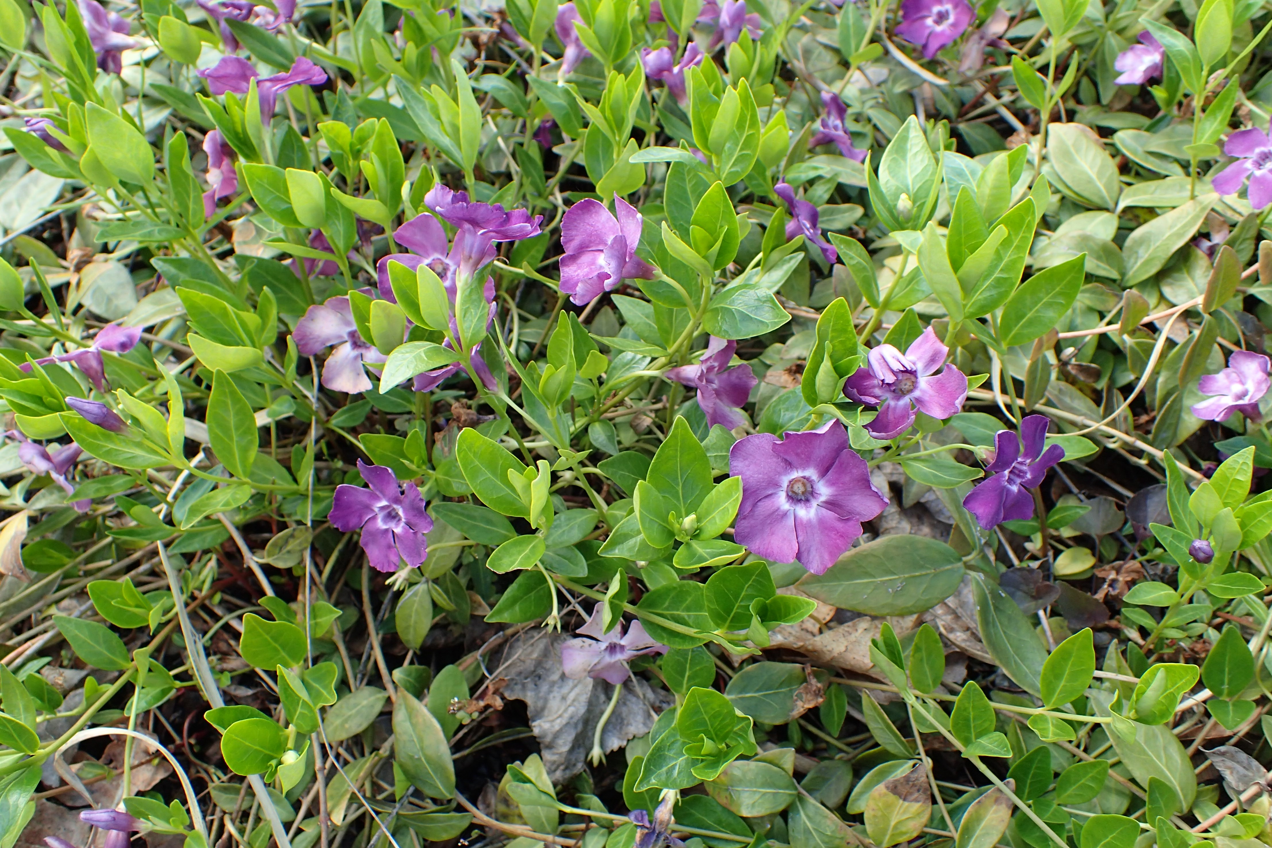 Барвинок малый 'Atropurpurea'