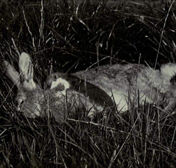 File:Weasel killing rabbit.png