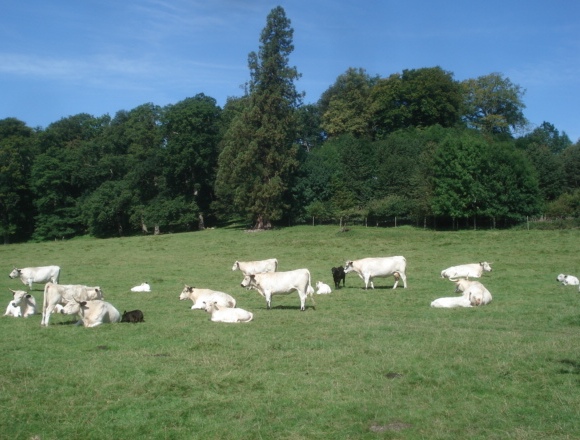 White cattle herd at Dinefwr Park - geograph.org.uk - 538225