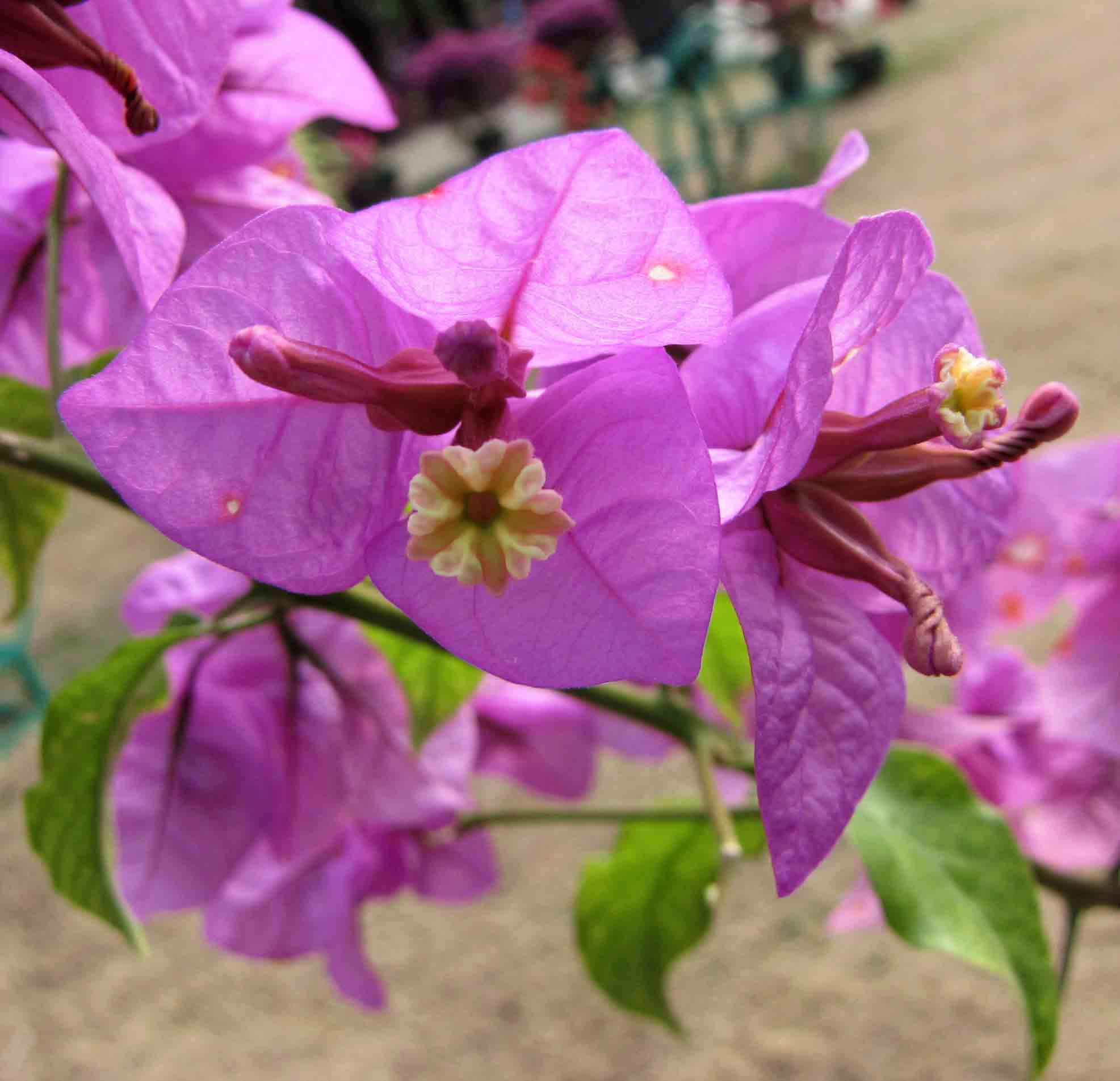 File 大葉巴西紫葉子花 Bougainvillea Brasiliensis Bougainvillea Spectabilis 深圳蓮花山公園 Shenzhen Lianhuashan Park China Jpg Wikimedia Commons