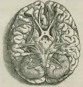 File:1543,AndreasVesalius'Fabrica,BaseOfTheBrain.png