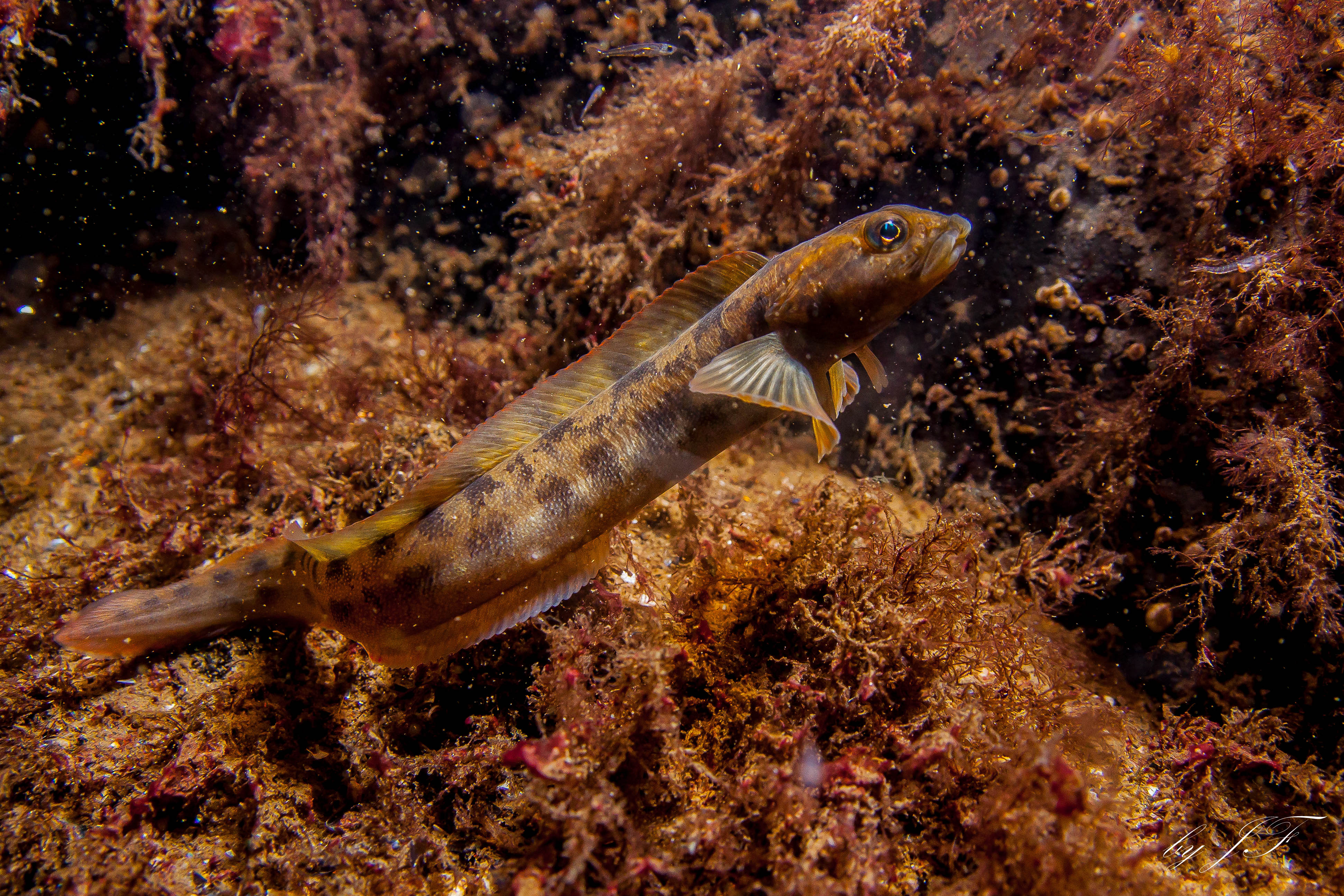 морской налим баренцева моря