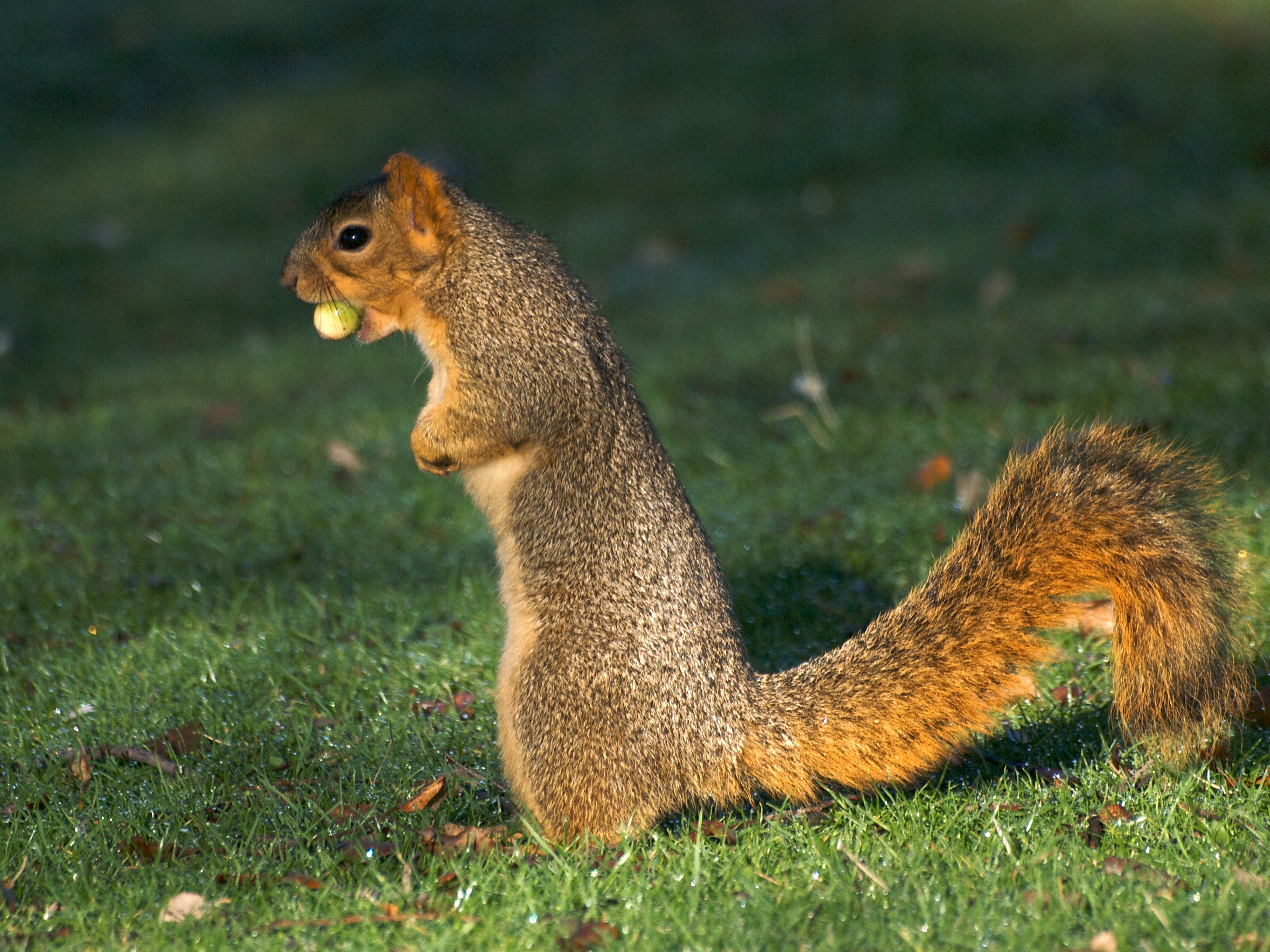 File:Acorn Squirrel.jpg - Wikimedia Commons