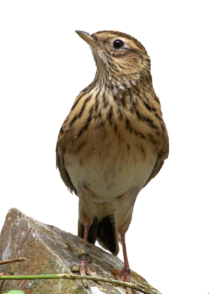 Lark - Wikipedia