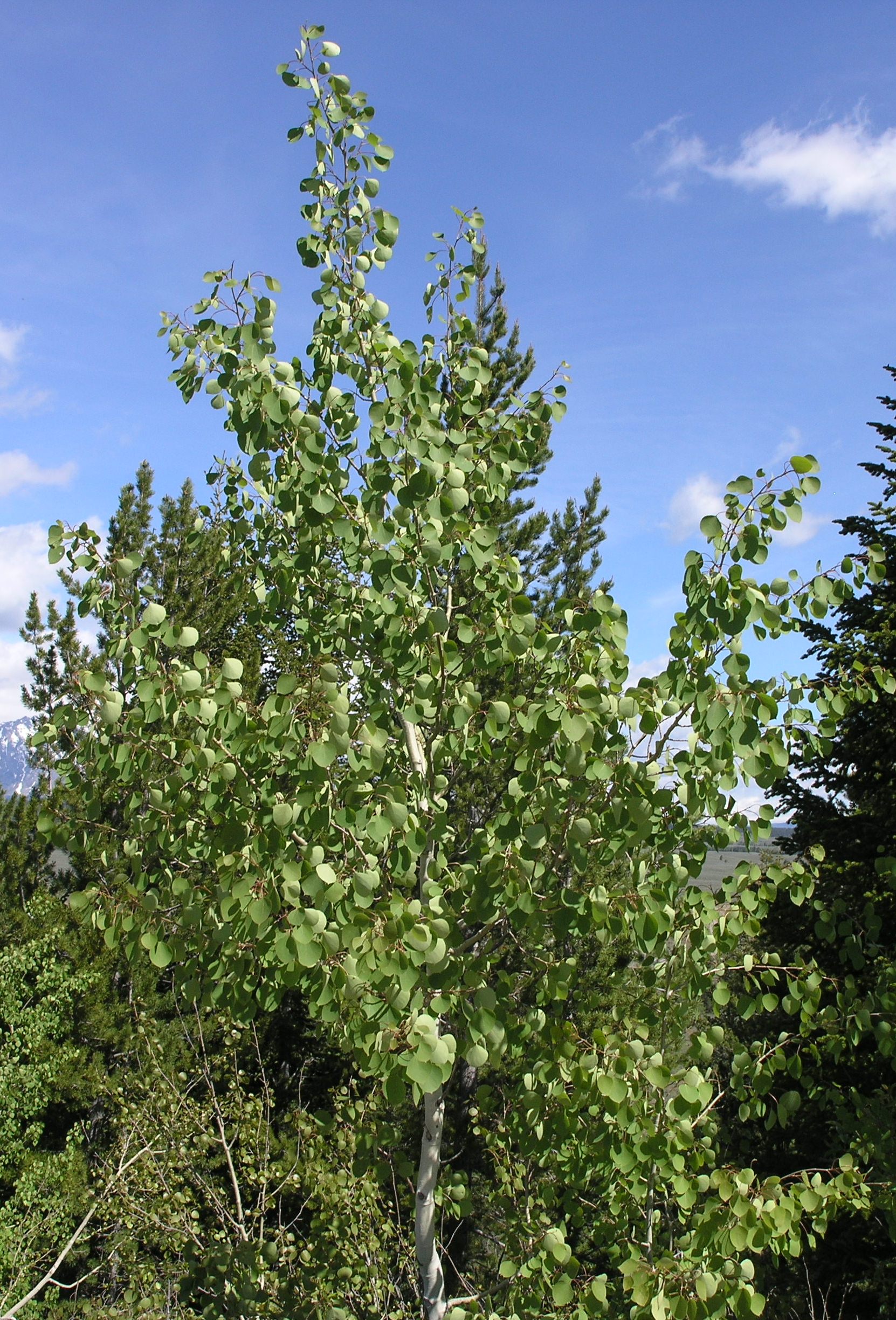 Лист молодой осины. Тополь дрожащий осина. Осина (Populus tremula). Осина обыкновенная (Populus tremula). Тополь дрожащий (осина) – Populus tremula.