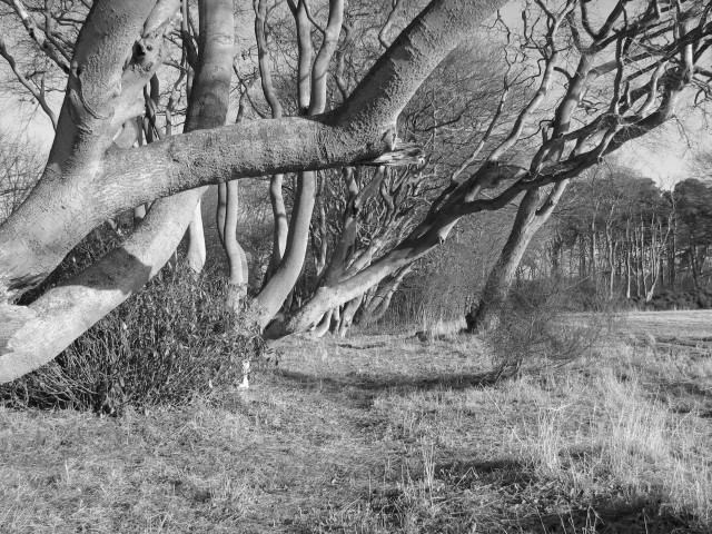 File:Beech trees - geograph.org.uk - 117232.jpg