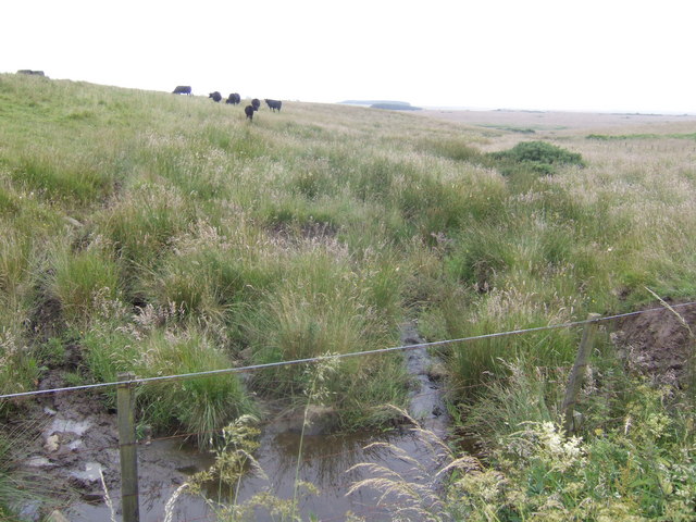 File:Beef cattle on North Charlton Moor - geograph.org.uk - 500409.jpg