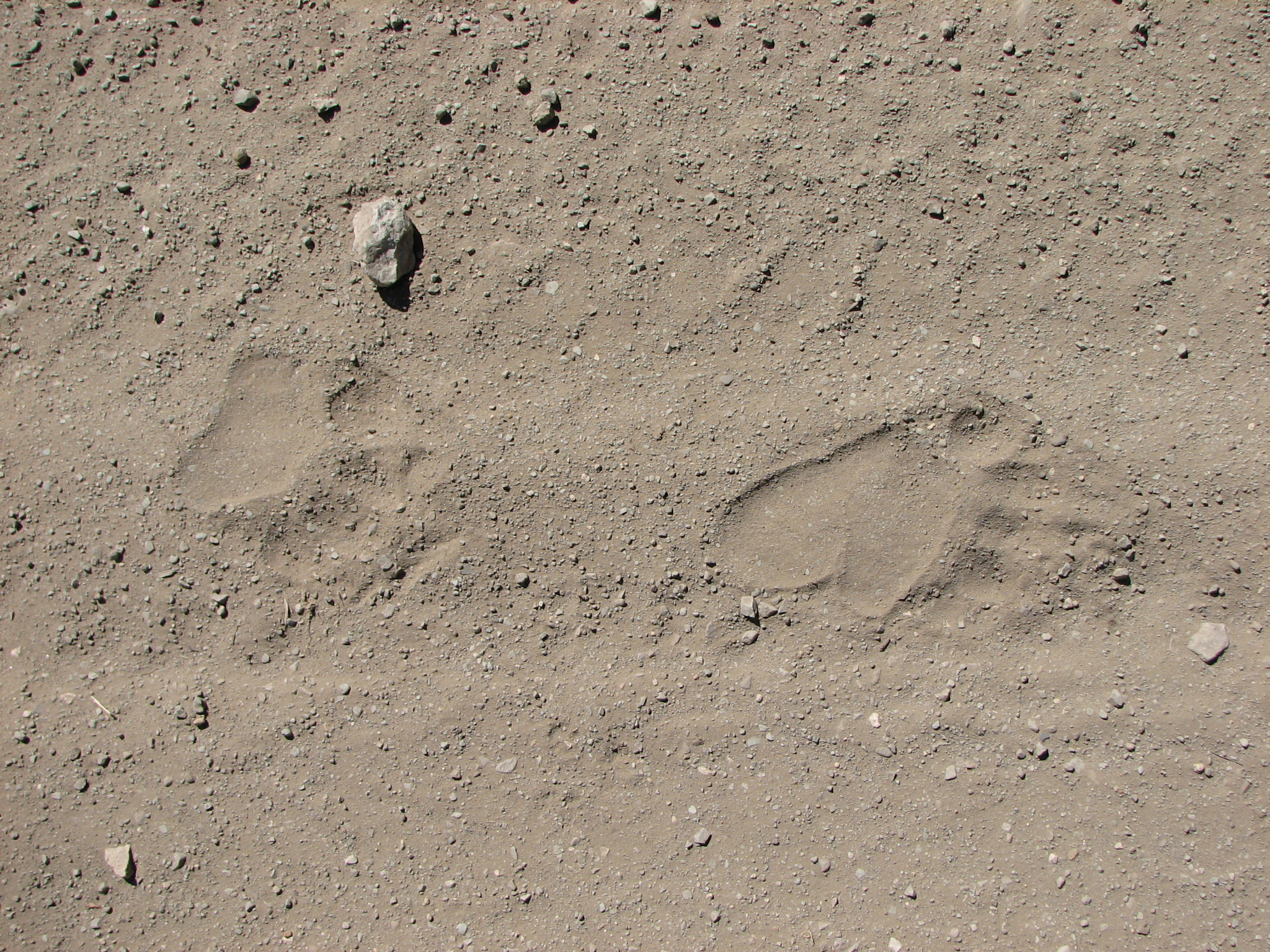 bear tracks in dirt