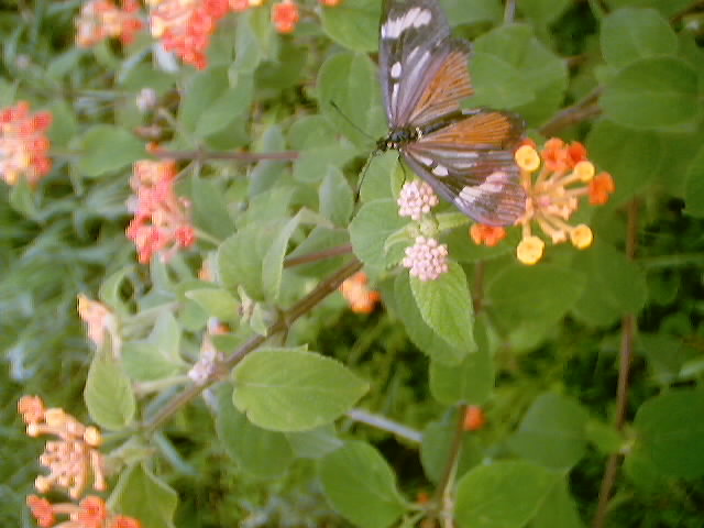 File:BorboletaIguacu.JPG