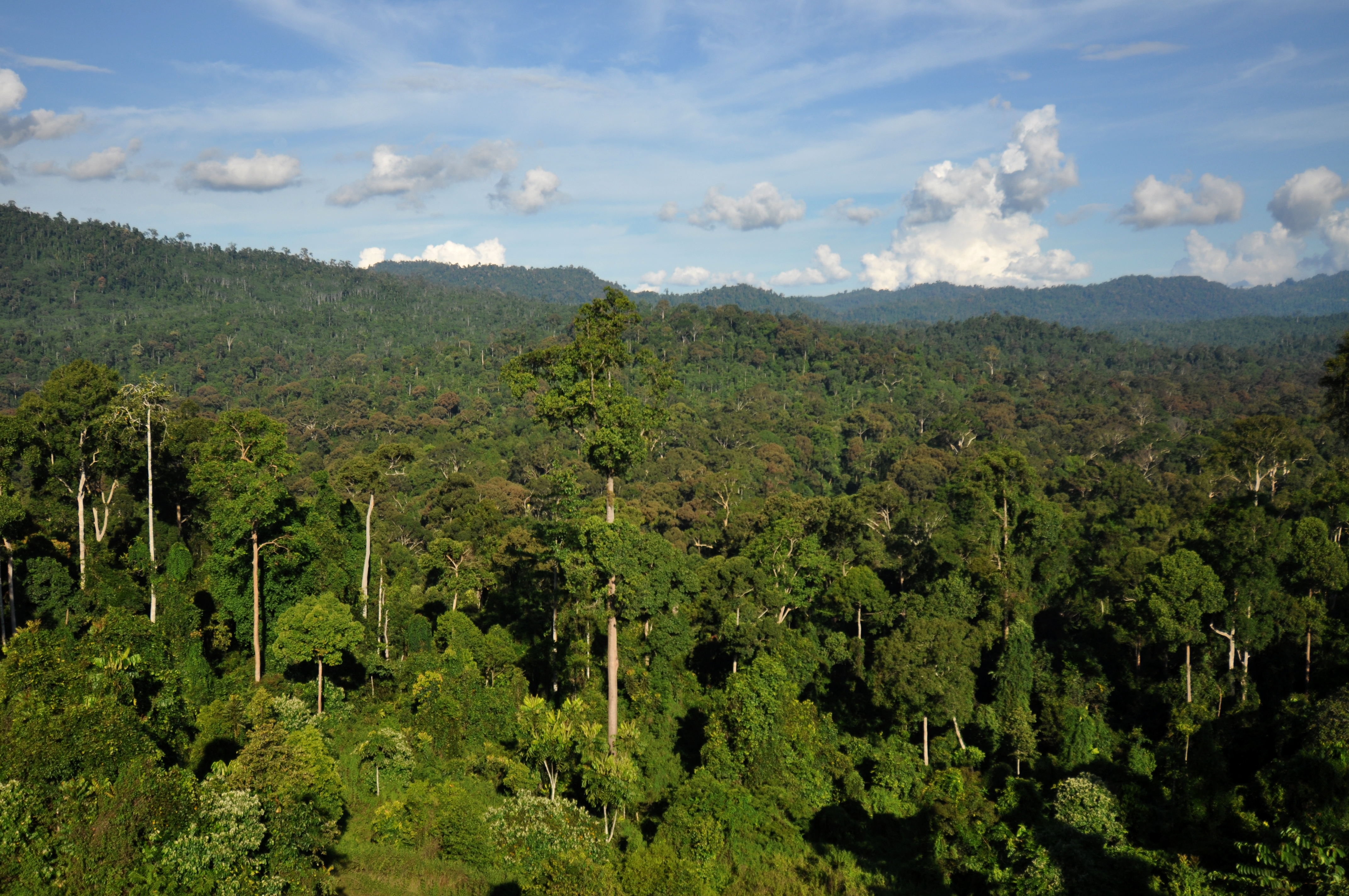 Climate and Weather Patterns in Tropical Forests