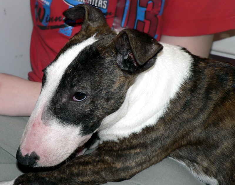 original english bull terrier