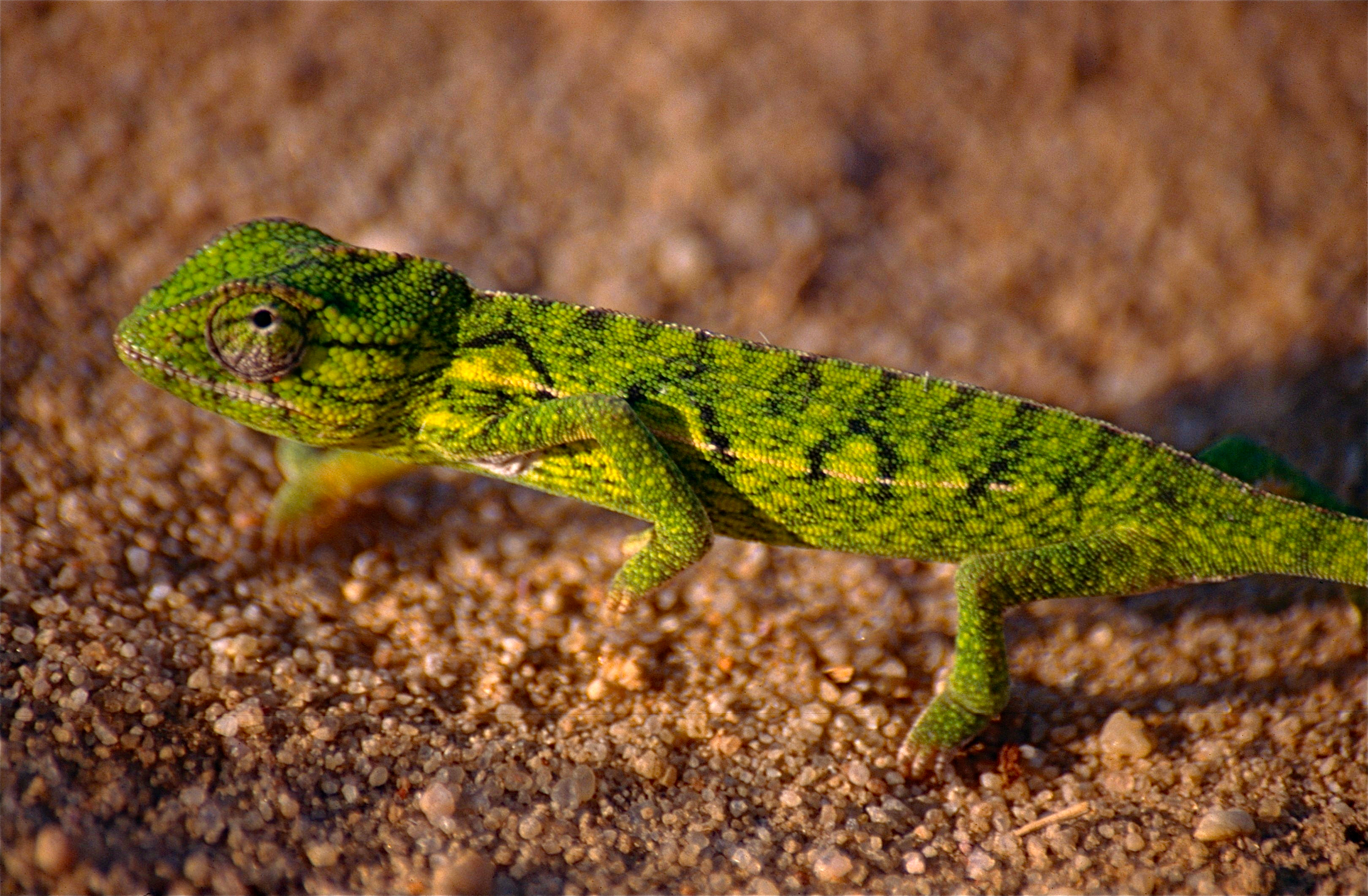 Carpet chameleon, Furcifer lateralis – Leap Habitats