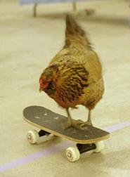 File:Chicken on a skateboard.JPG