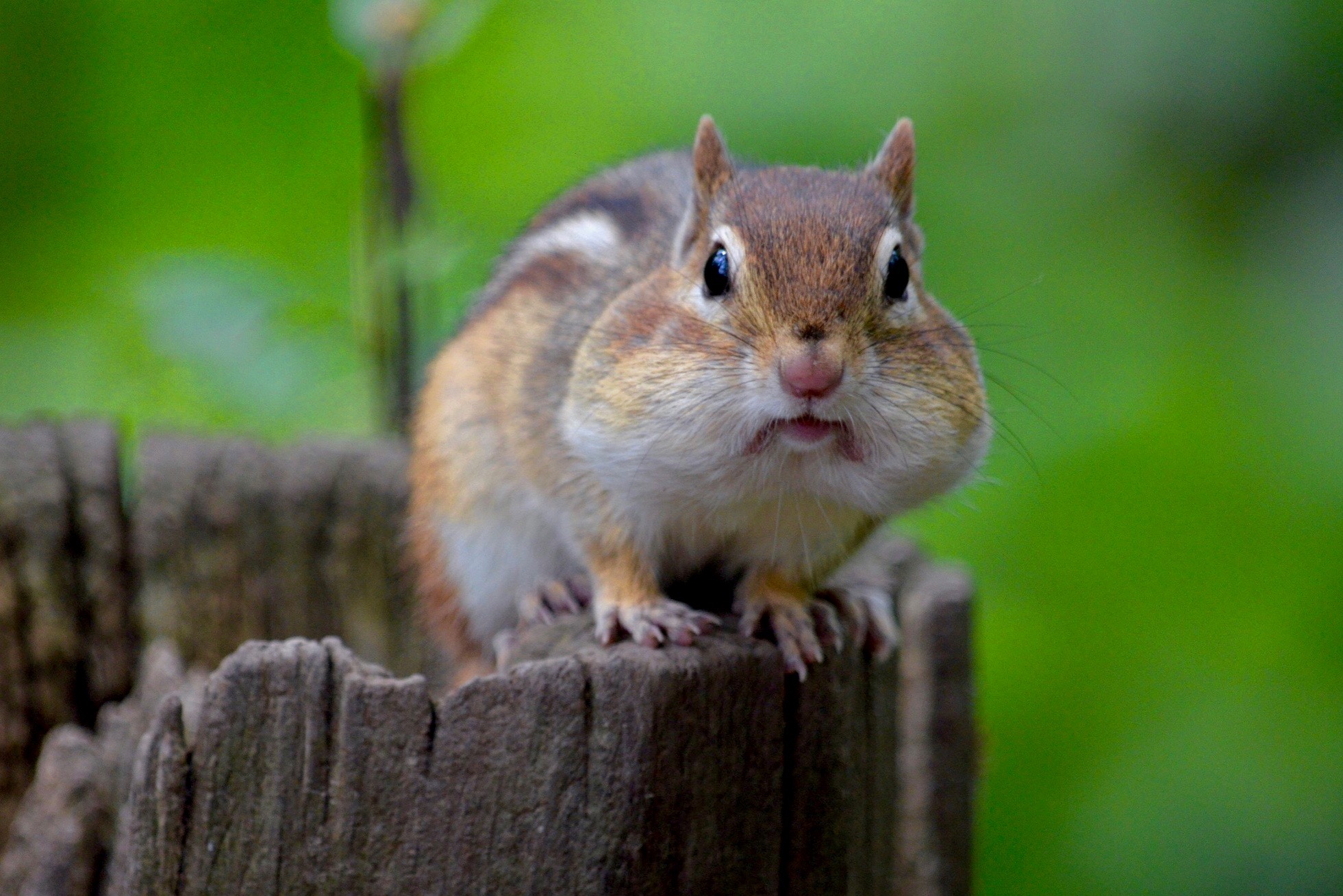 Animals please. Hunter's Chipmunk Cheeks. Chipmunk Cheeks перевод.