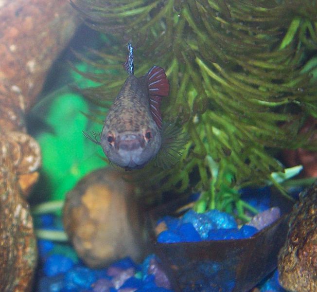 Betta Fish: An Eccentric Gift for a Caring Friend - Hoodoo Canoe