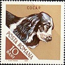 File:Cocker-Spaniel-Canis-lupus-familiaris Romania 1965.jpg