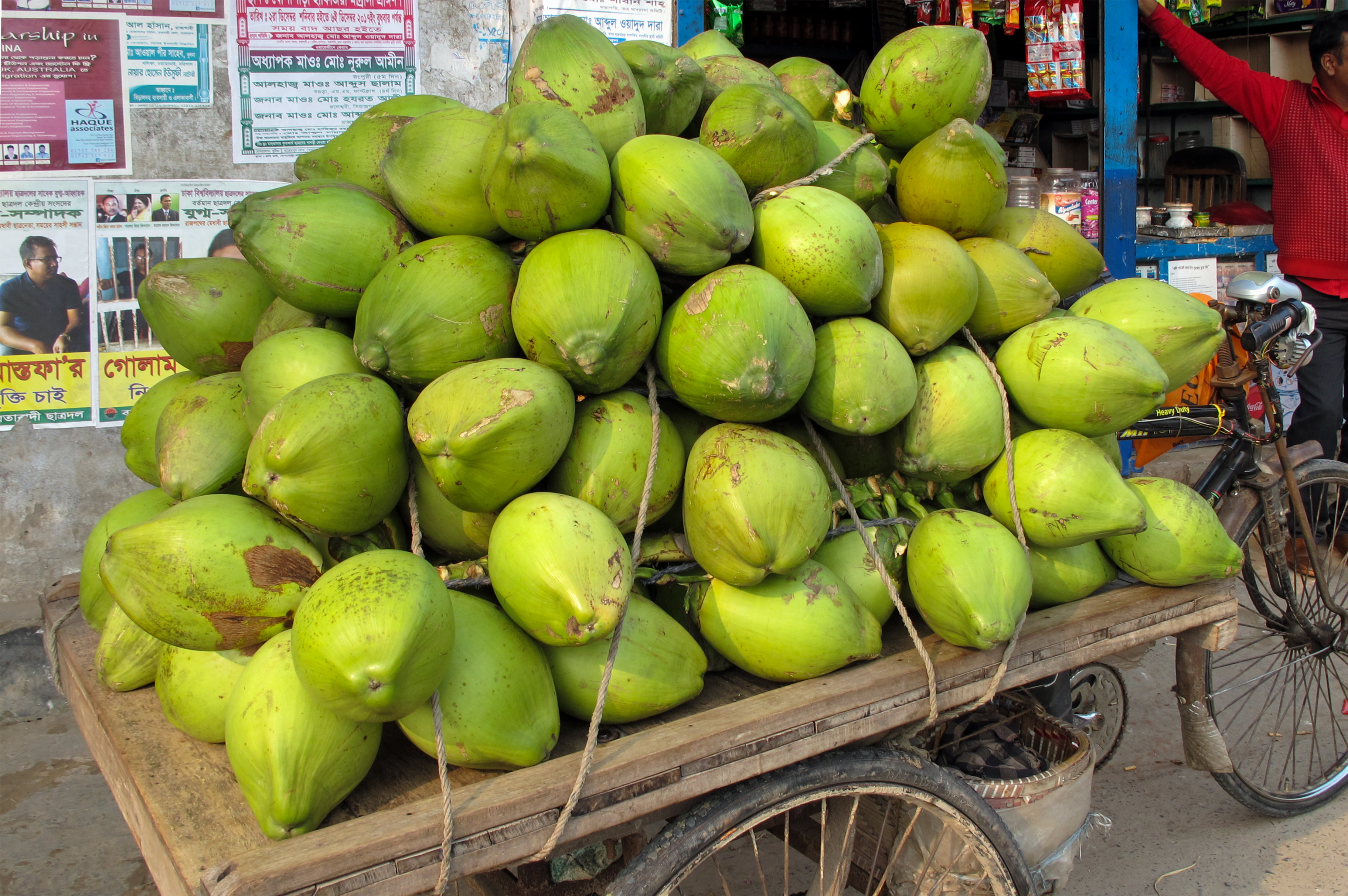  Coconut  Wikiwand