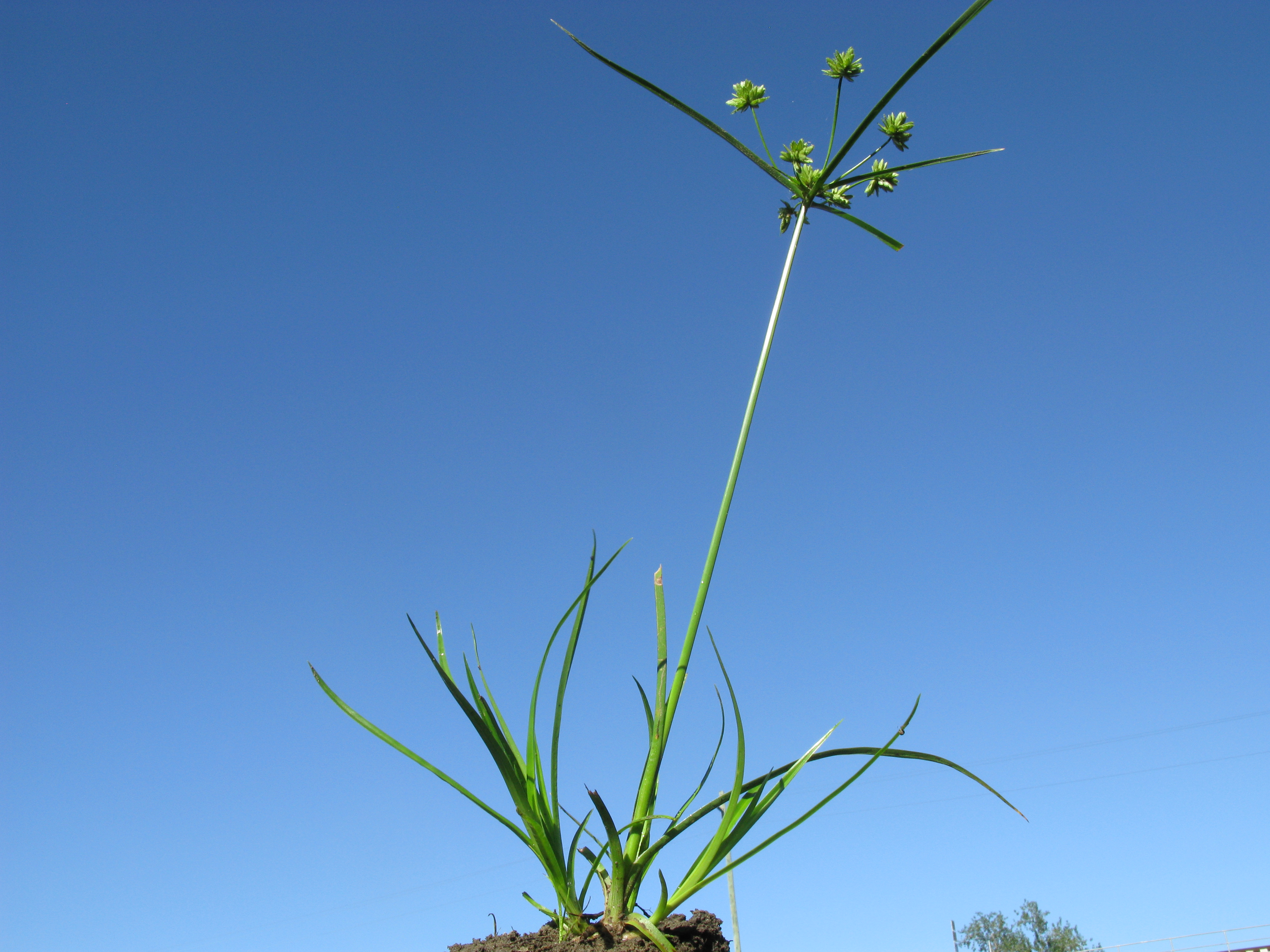 14 plants. Эрагростис. Циперус размножение. Cyperus percamenthus Rhizome. Циперус Кактус с кем сажать.
