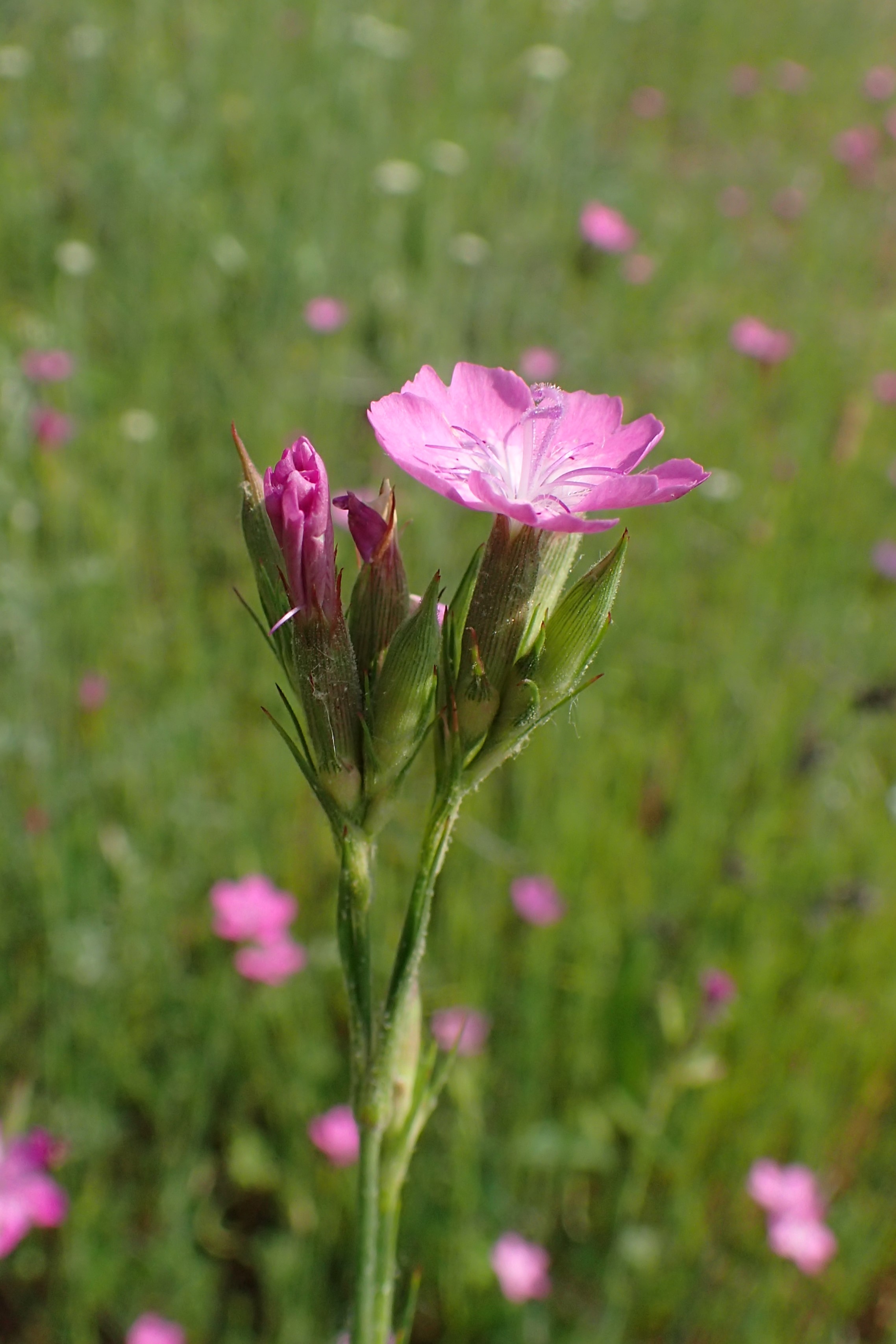 Dianthus tymphresteus