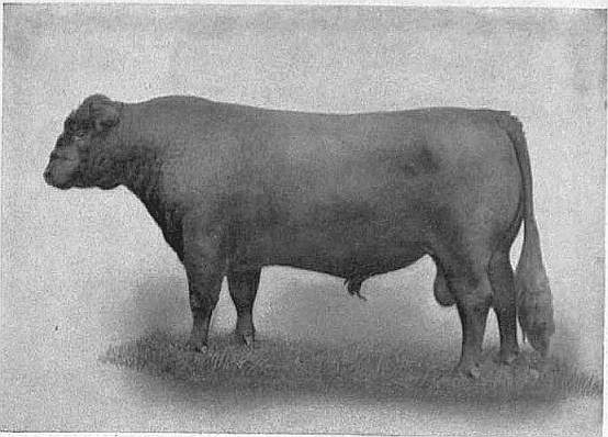 EB1911 Cattle - GALLOWAY BULL.jpg