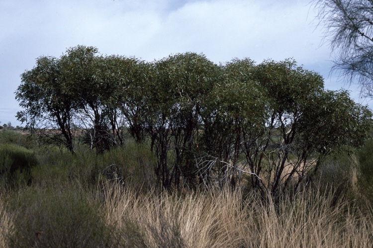 File:Eucalyptus aspratilis habit.jpg