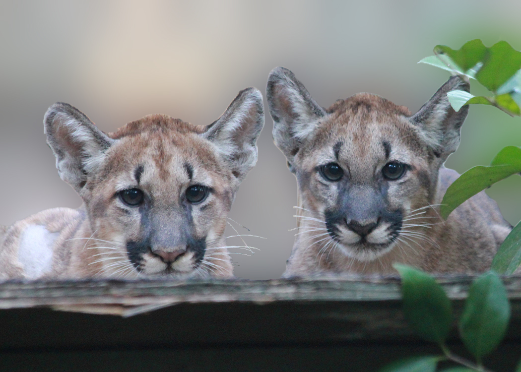 white panther cubs