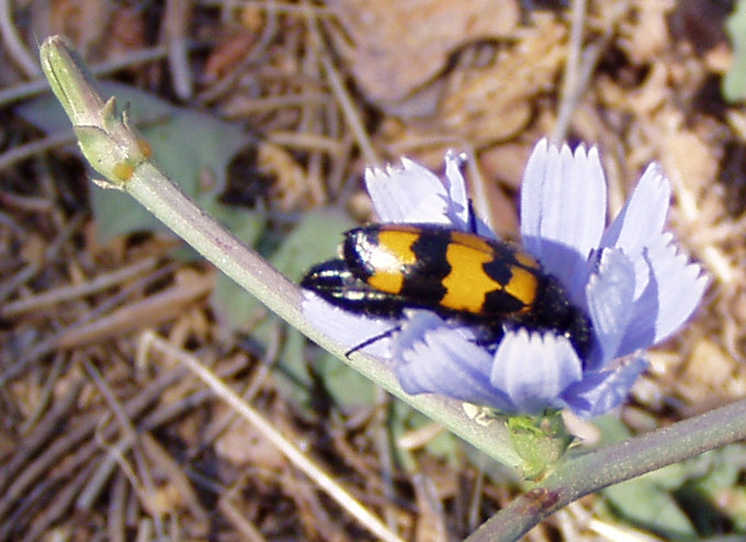 File:Flower and beetle in Sardinia, Italy.jpg