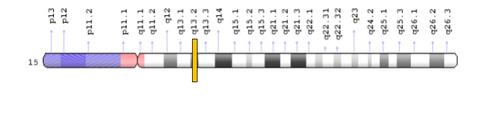 File:GOLGA8H Location on chromosome 15 q13.2.png