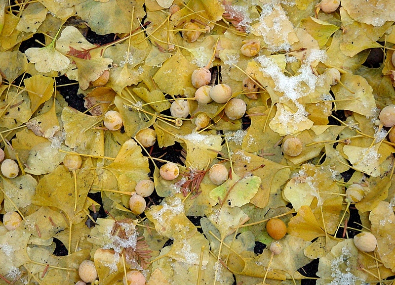 File:Gingko fg01.jpg