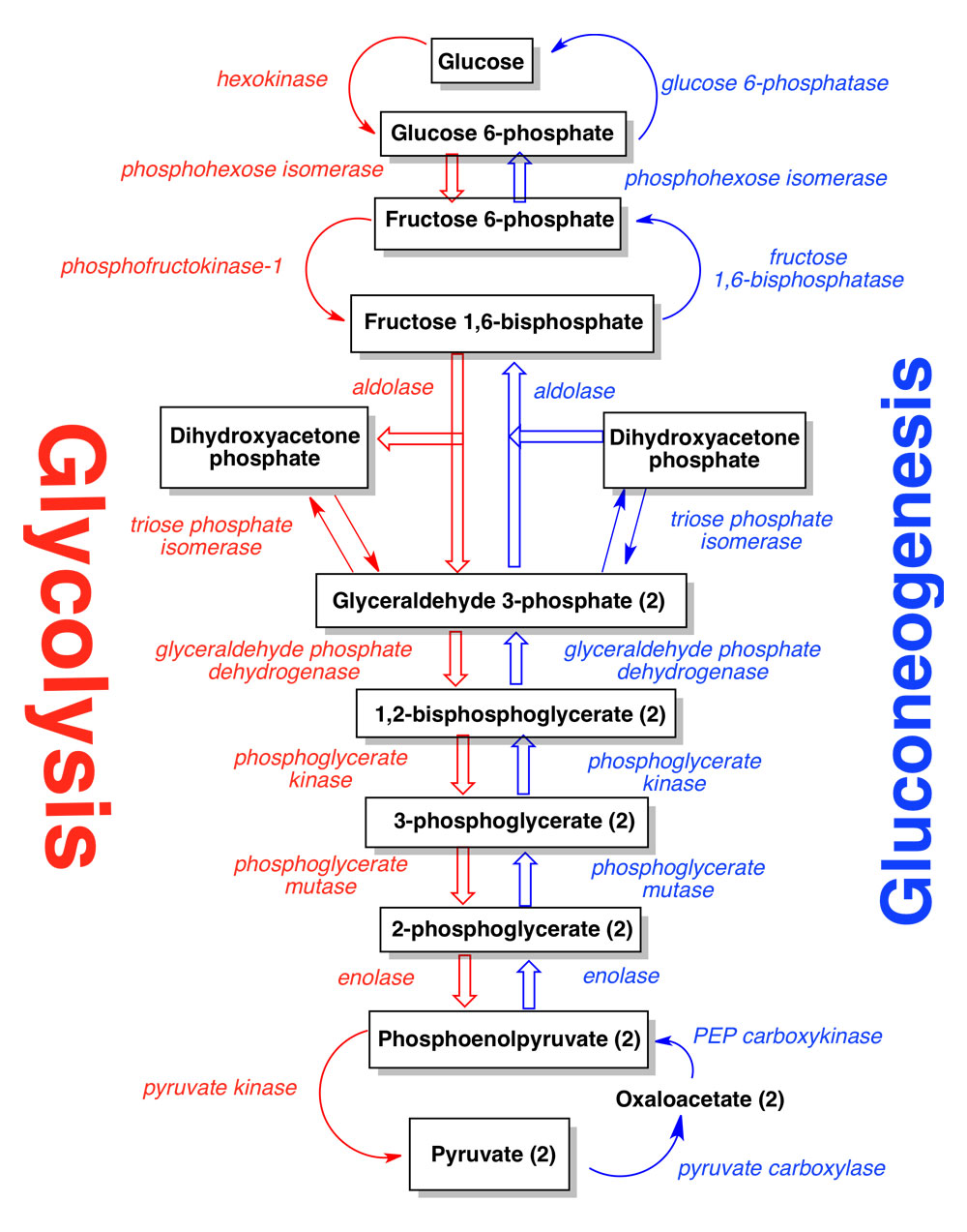 Glycolytic_and_gluconeogenic_pathways.jpg