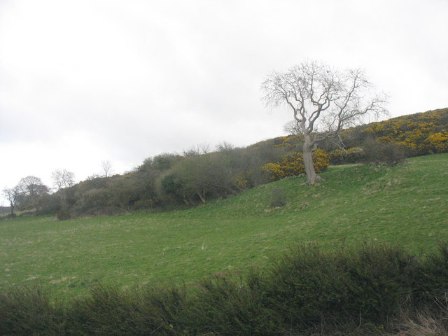 File:Gorse covered hill - geograph.org.uk - 1228467.jpg