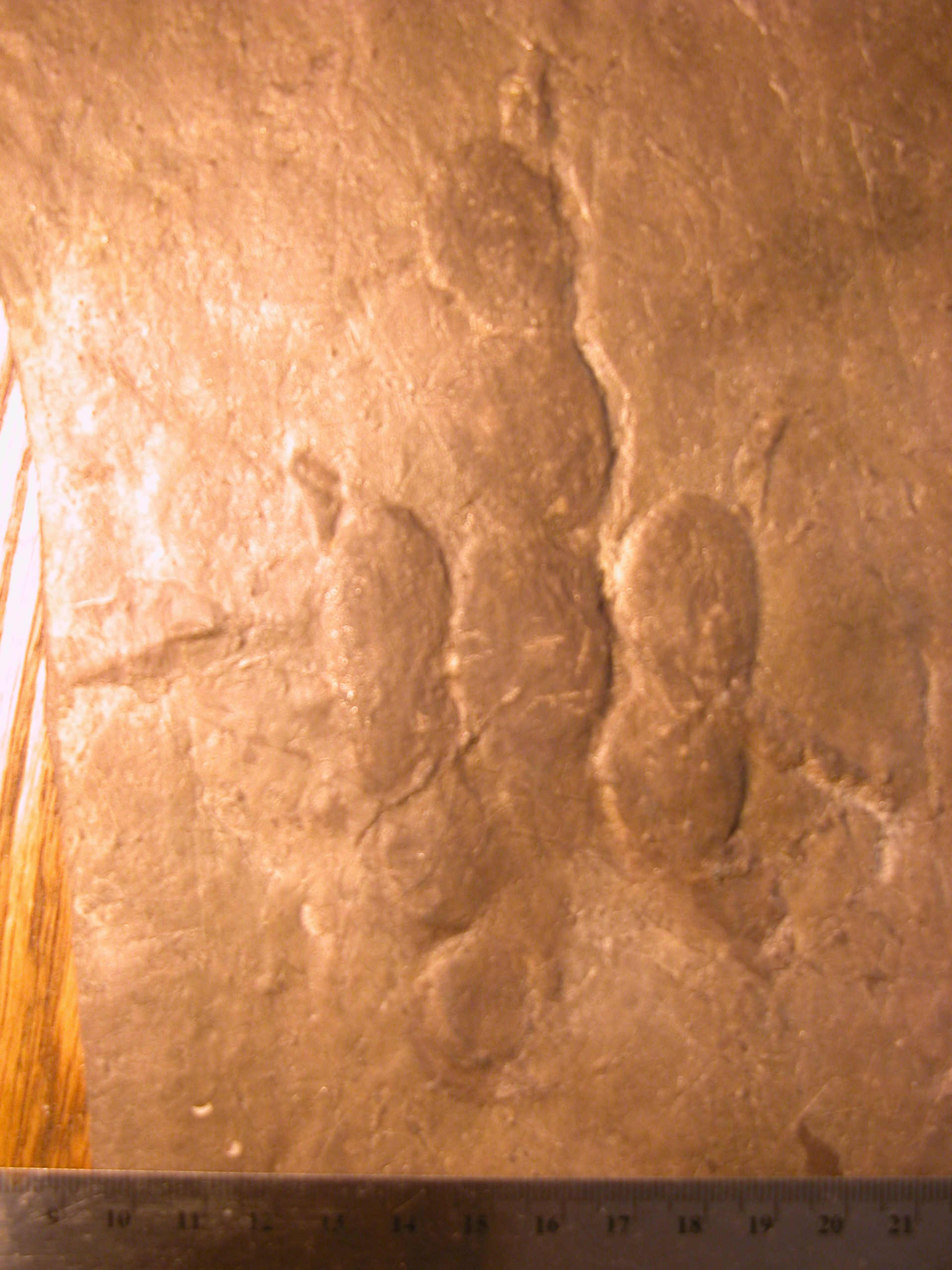 4-Year-old Girl Finds Dinosaur Footprint on a Beach From 215