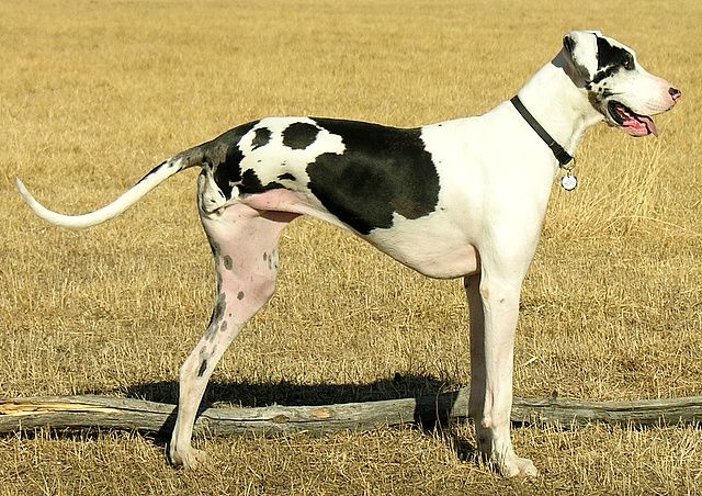 gibson harlequin great dane