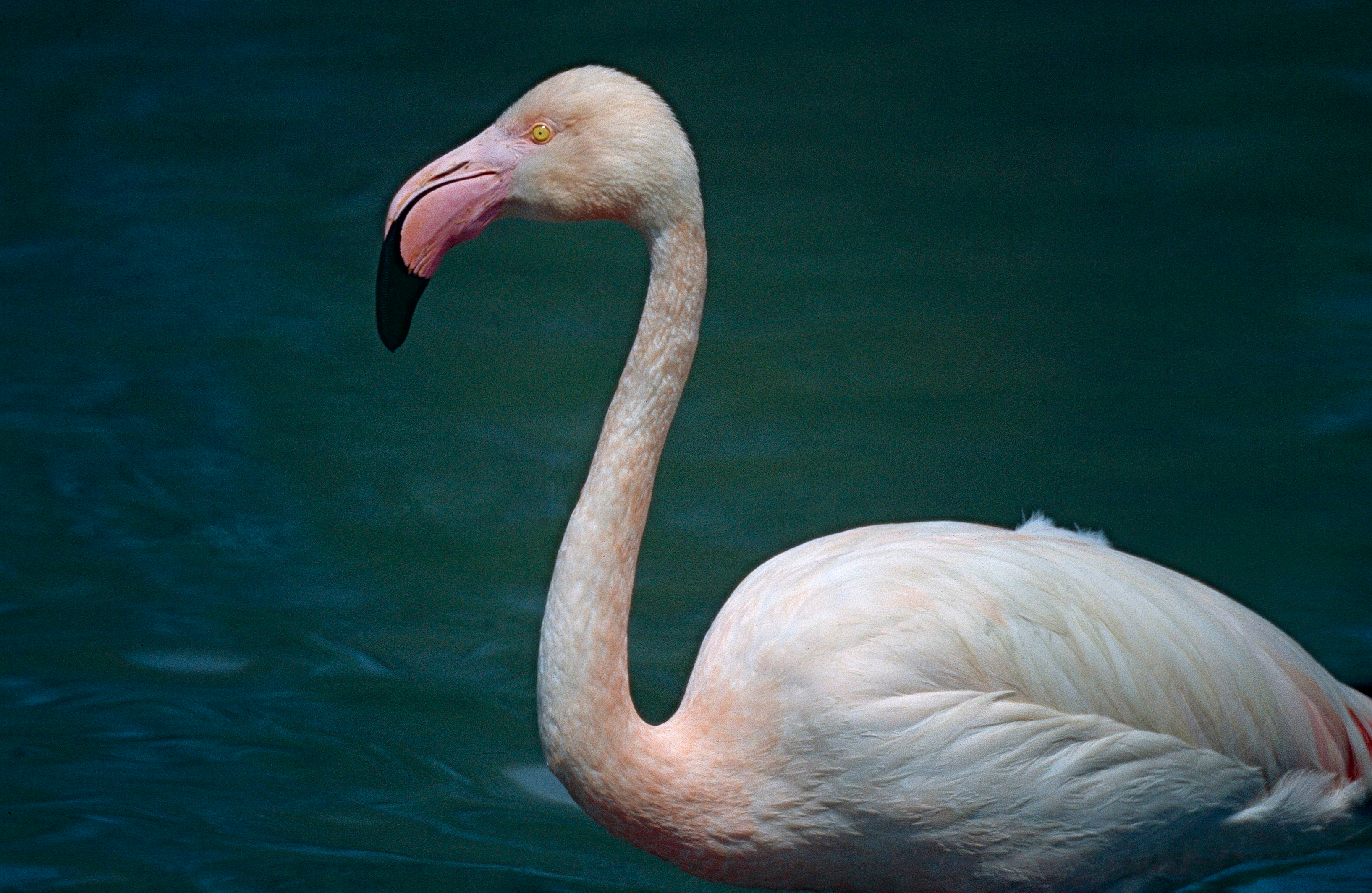 Greater Flamingo (Phoenicopterus roseus) (14921436216).jpg