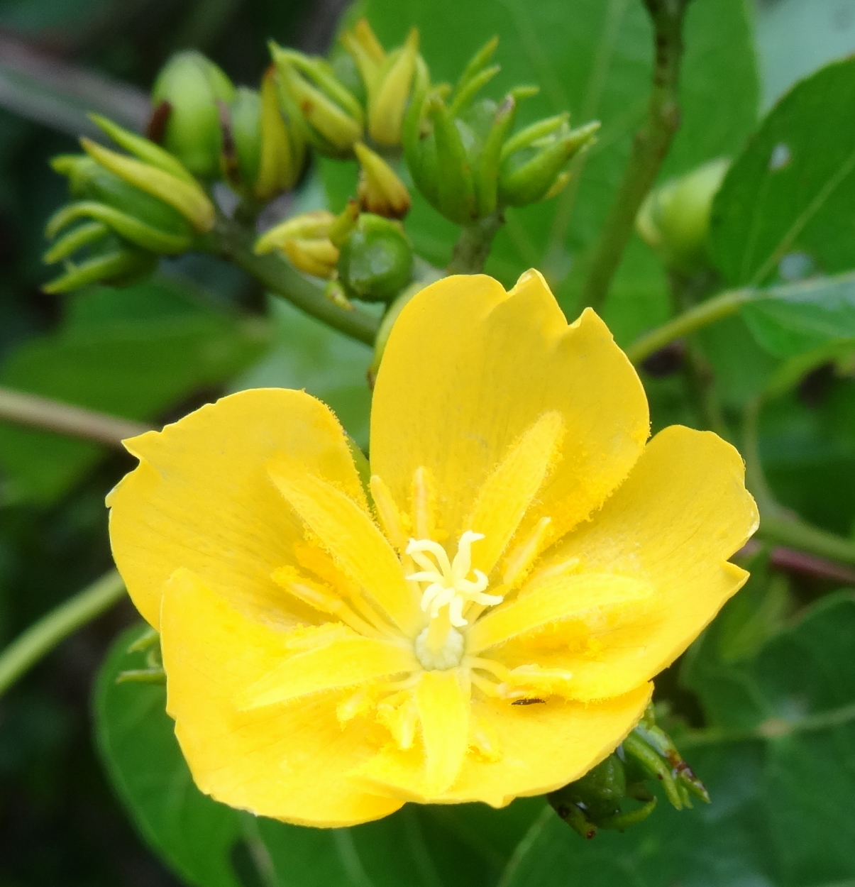 Helmiopsiella sp. Pemba - flower c (12856510244).jpg