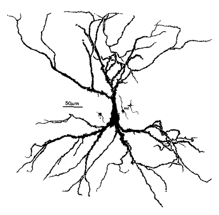 File:Hippocampal-pyramidal-cell.png