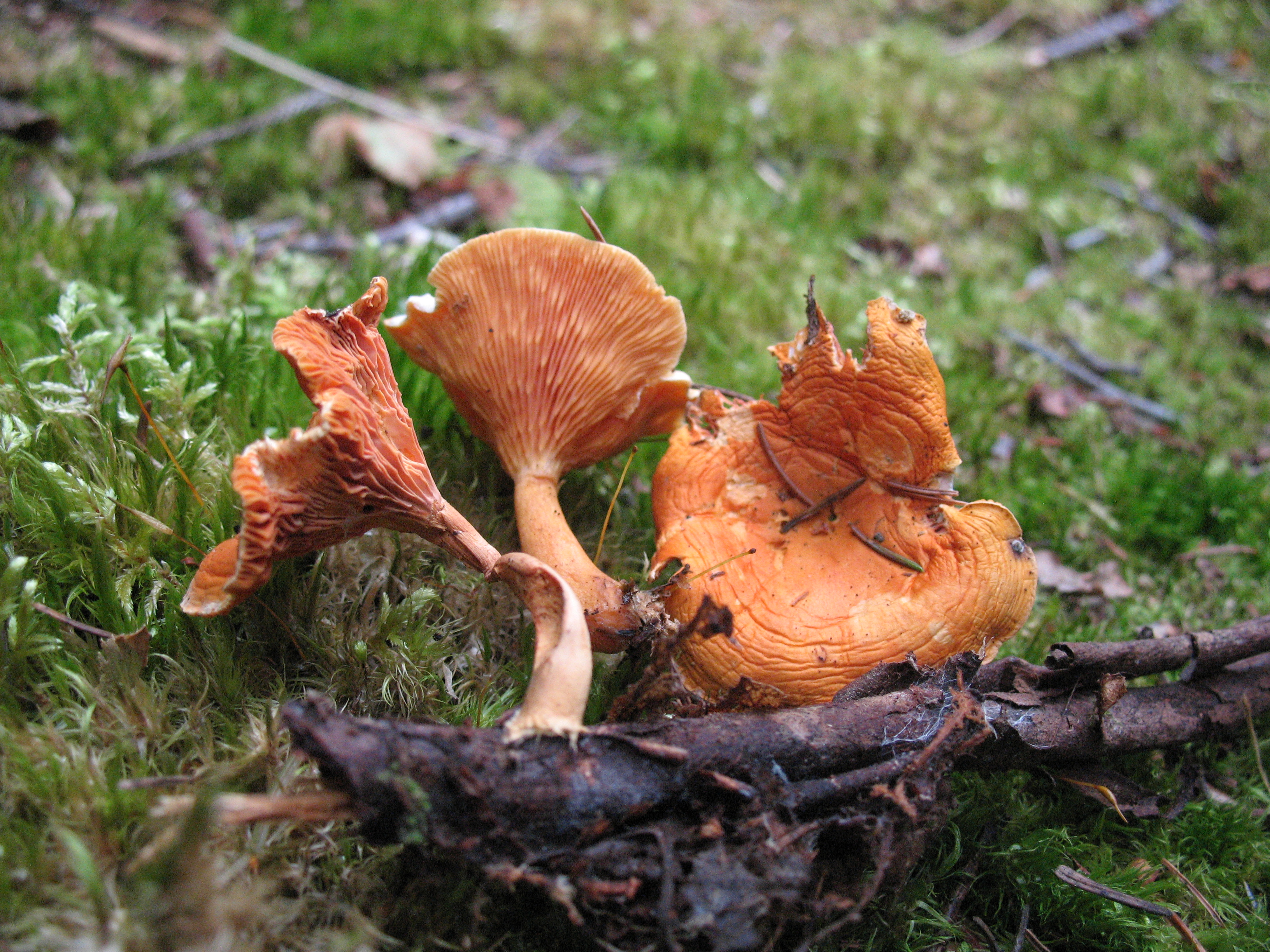 Hygrophoropsis aurantiaca (7996996283).jpg