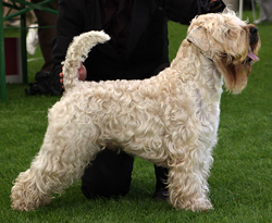 Irish softcoated wheaten terrier –
