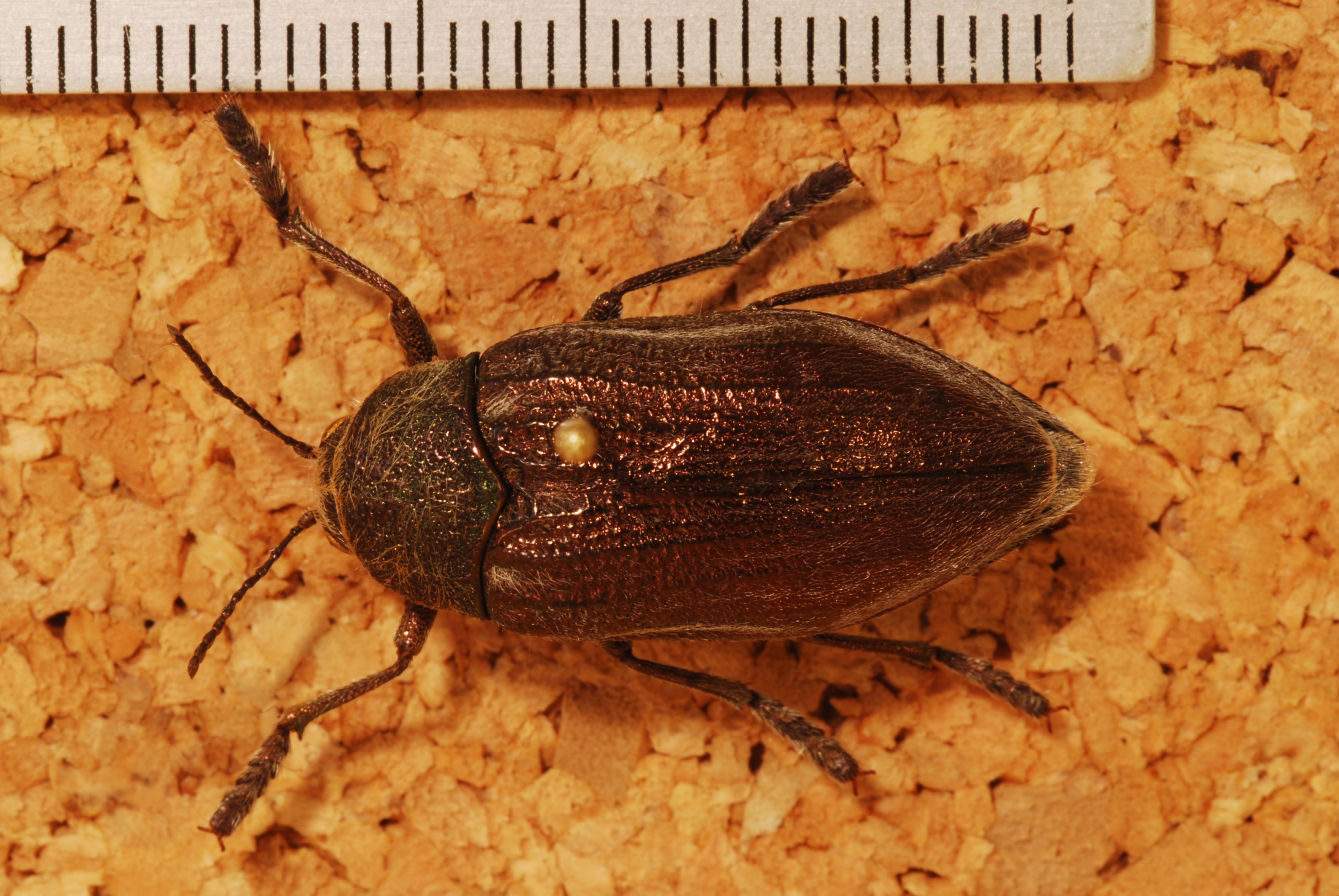 Jewel Beetle (Julodis pubescens) (8229268025).jpg