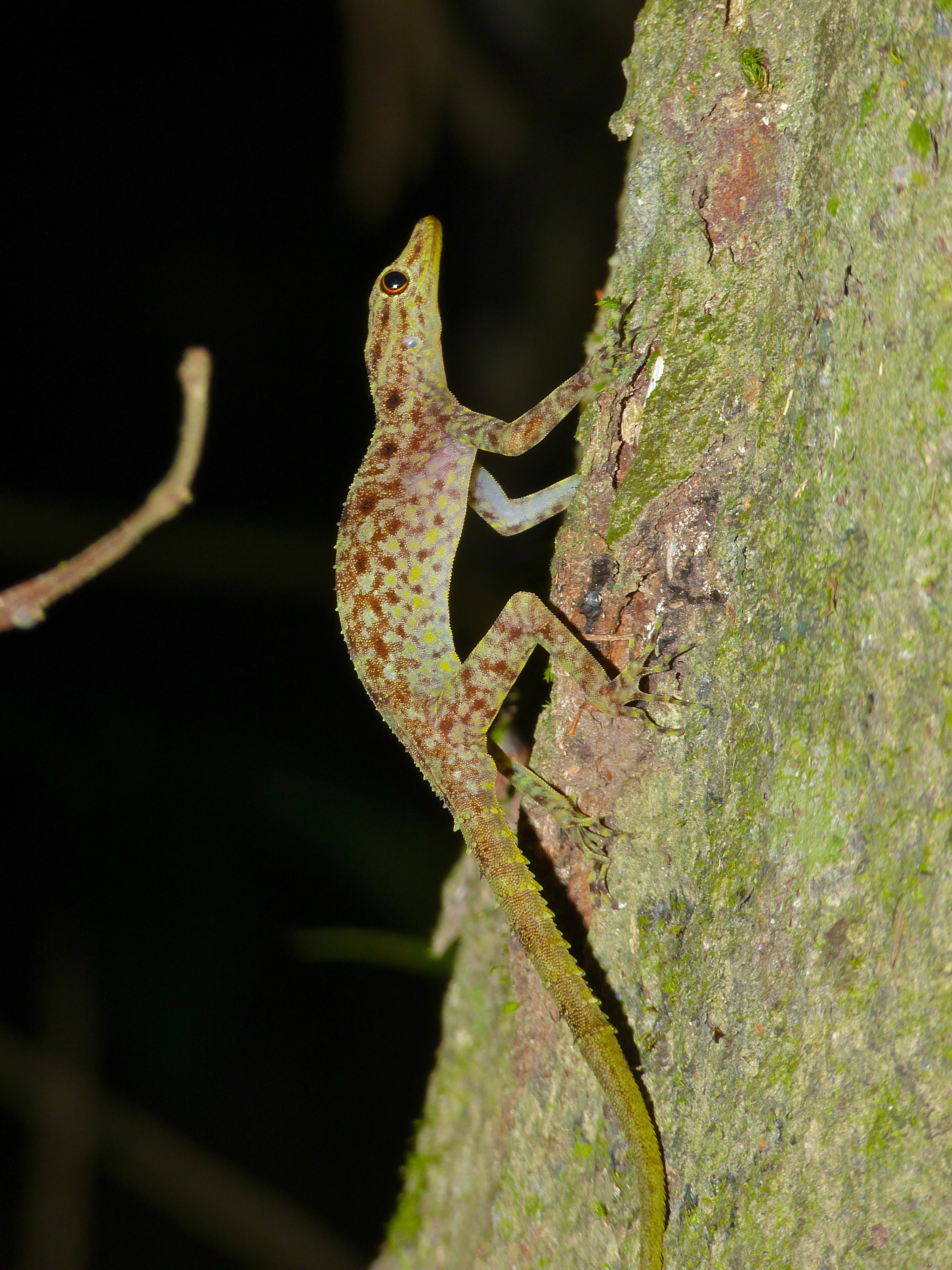 Kendall's Rock Gecko (Cnemaspis kendallii) (8675219379).jpg