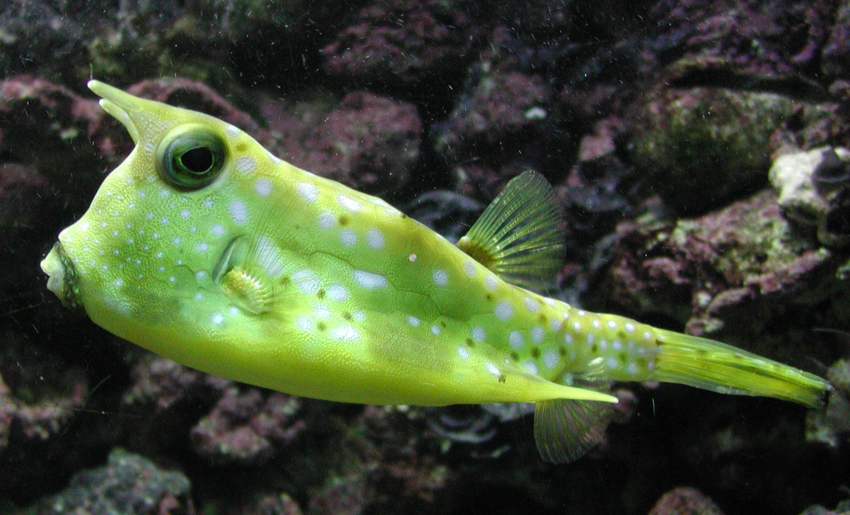 Рыба Коробок Фото