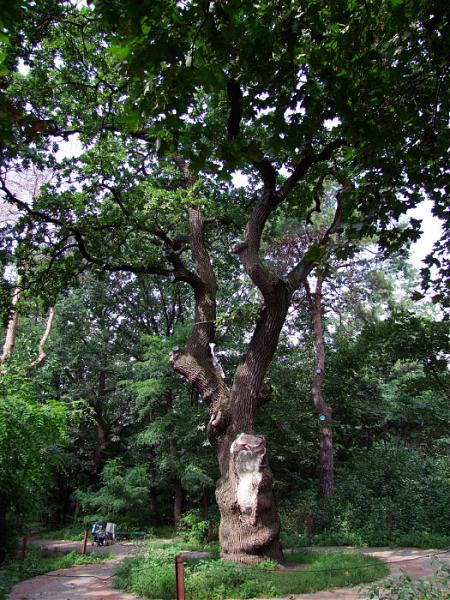 File:Kyiv Shevchenko Oak.jpg