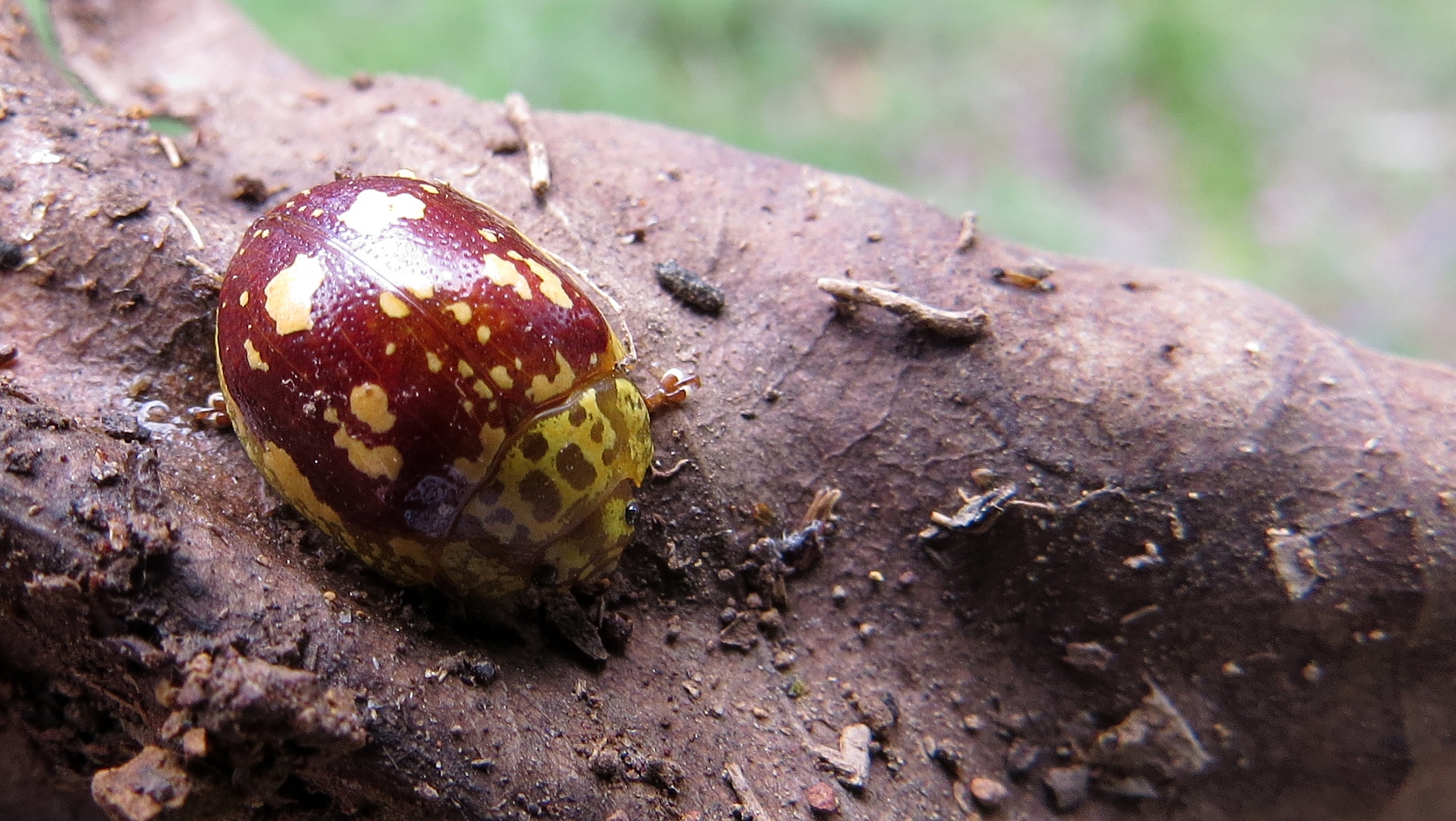 Leaf beetle dorsal (13807253964).jpg