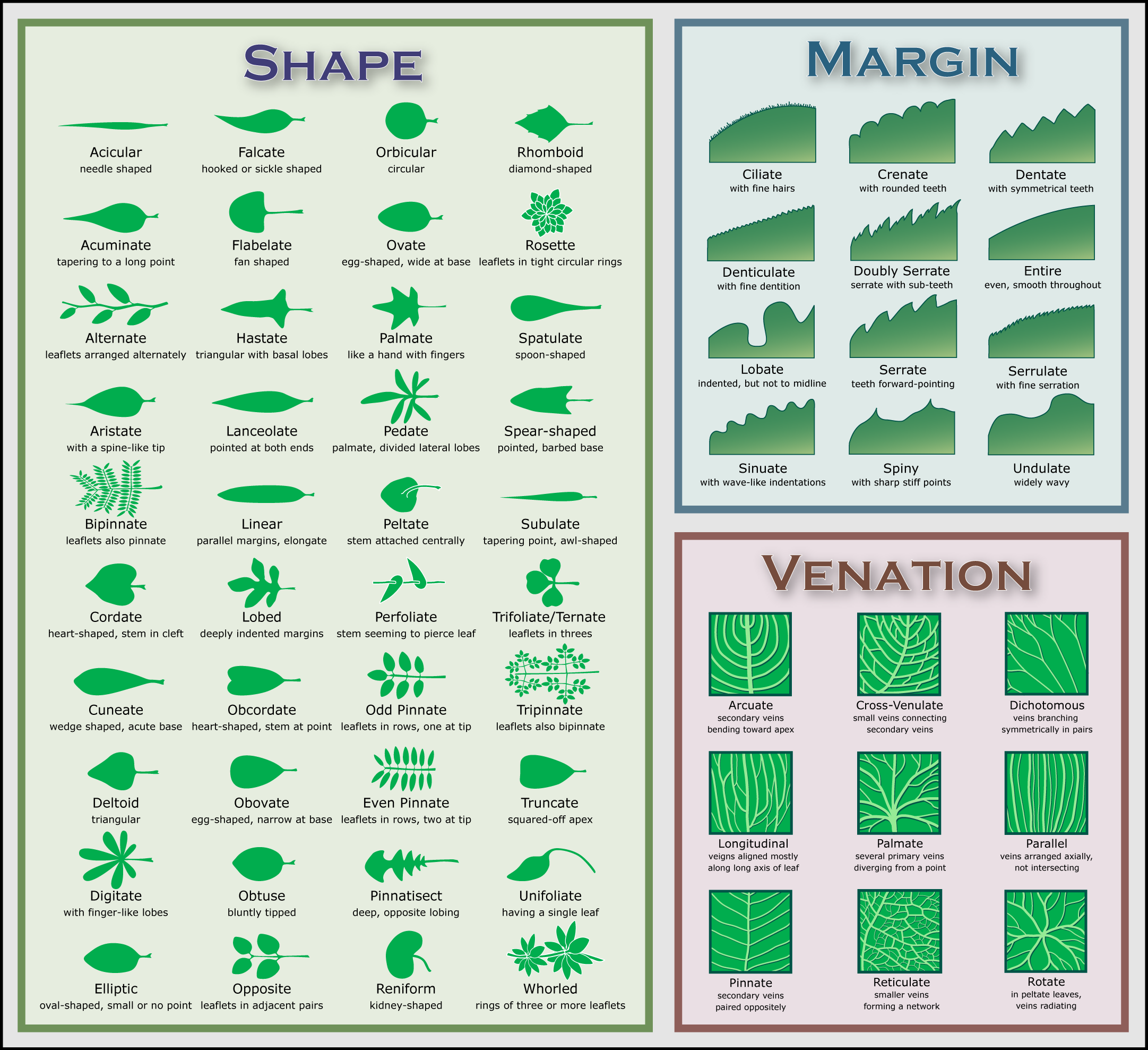 Leaf Venation Chart