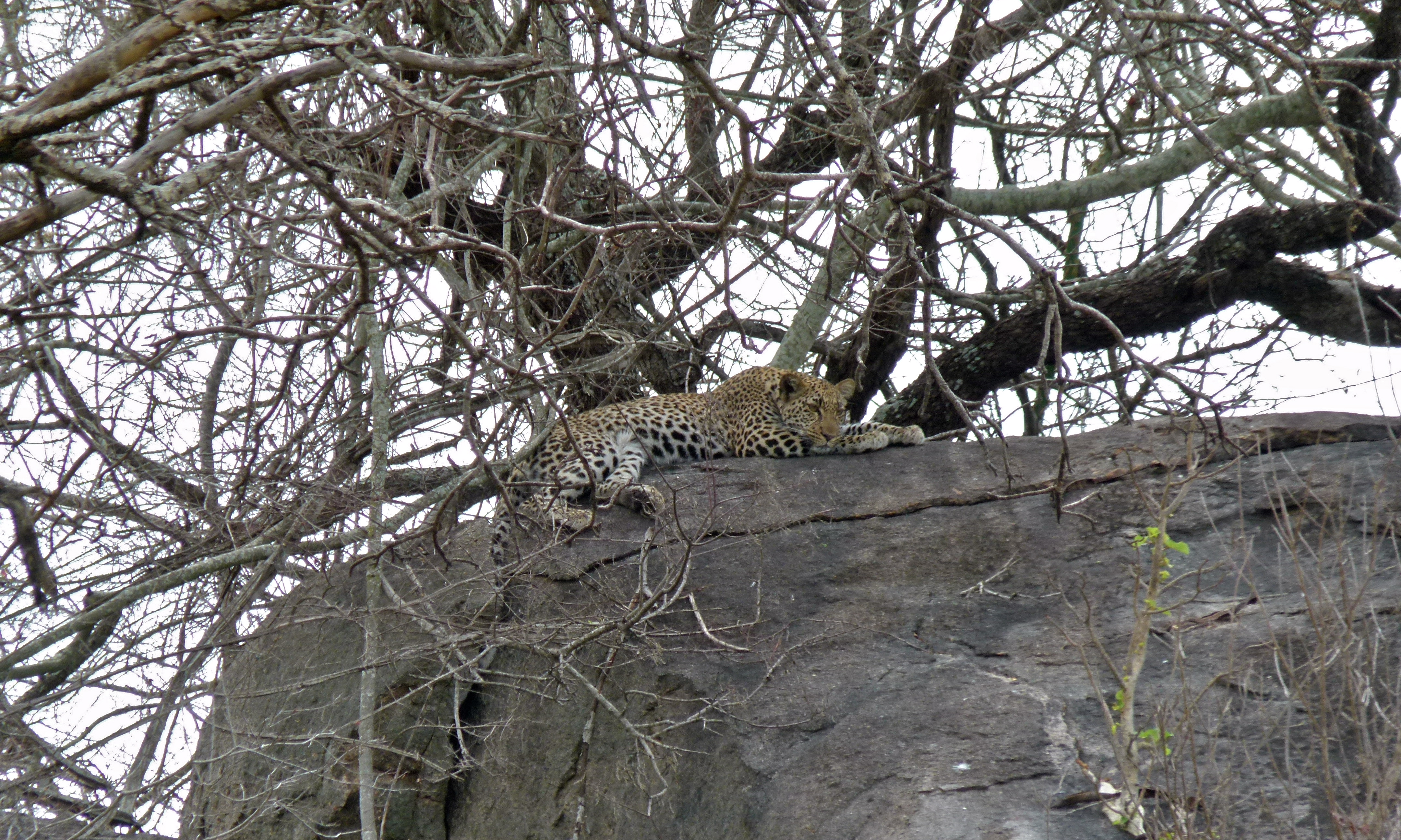 Leopard (Panthera pardus) (6001996512).jpg