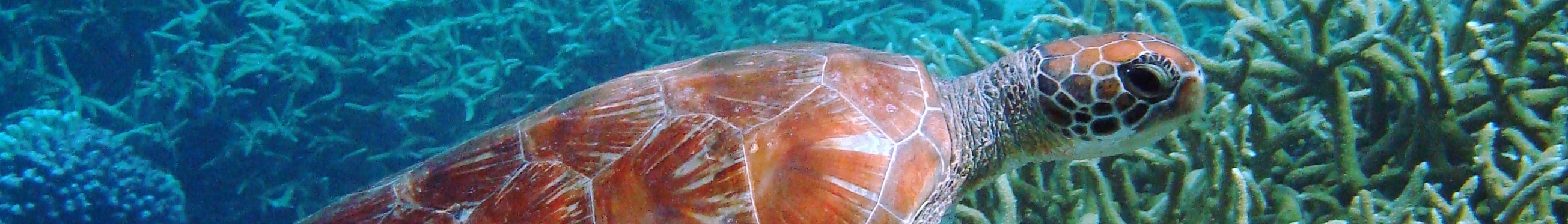 Green turtle at Palmyra Atoll 