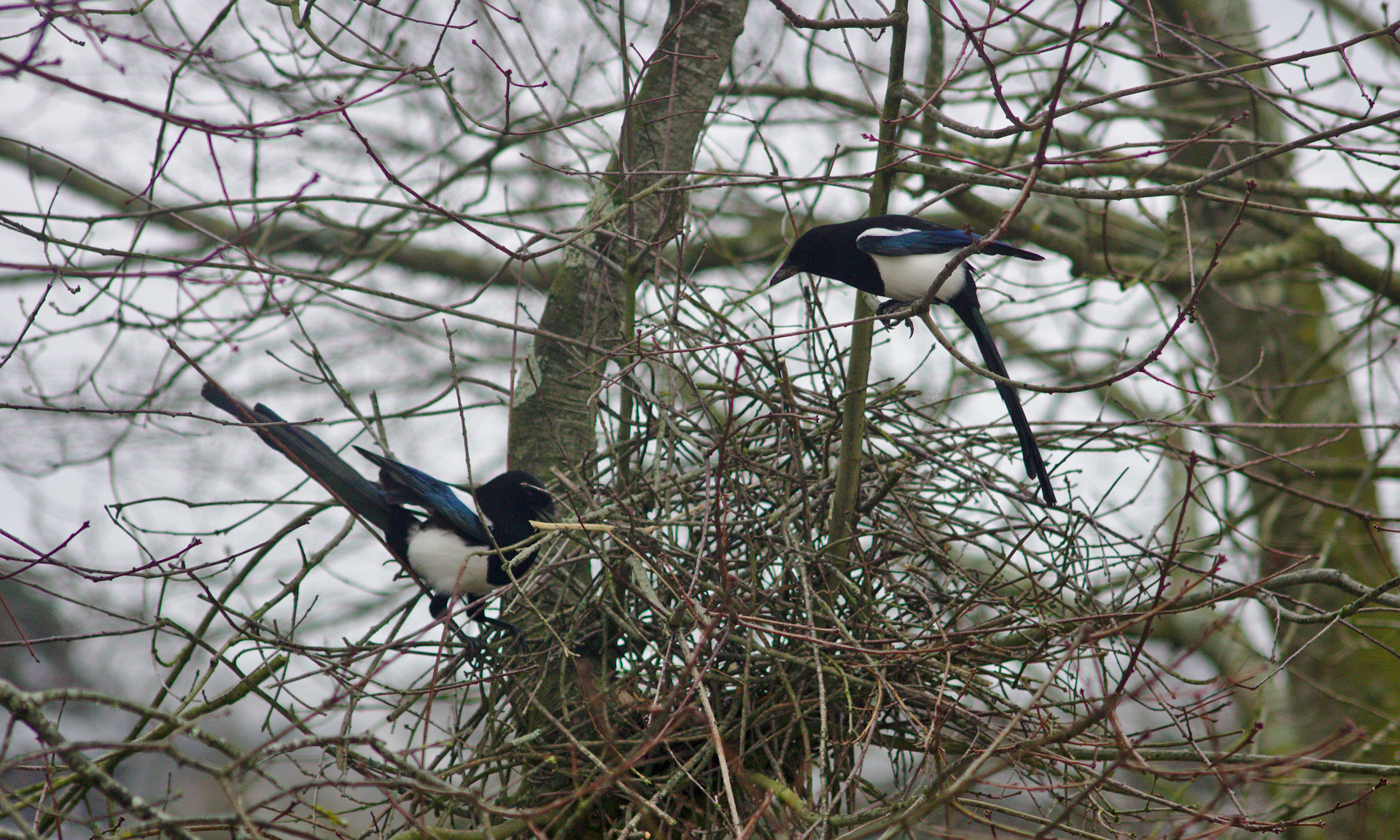 eurasian magpie nest