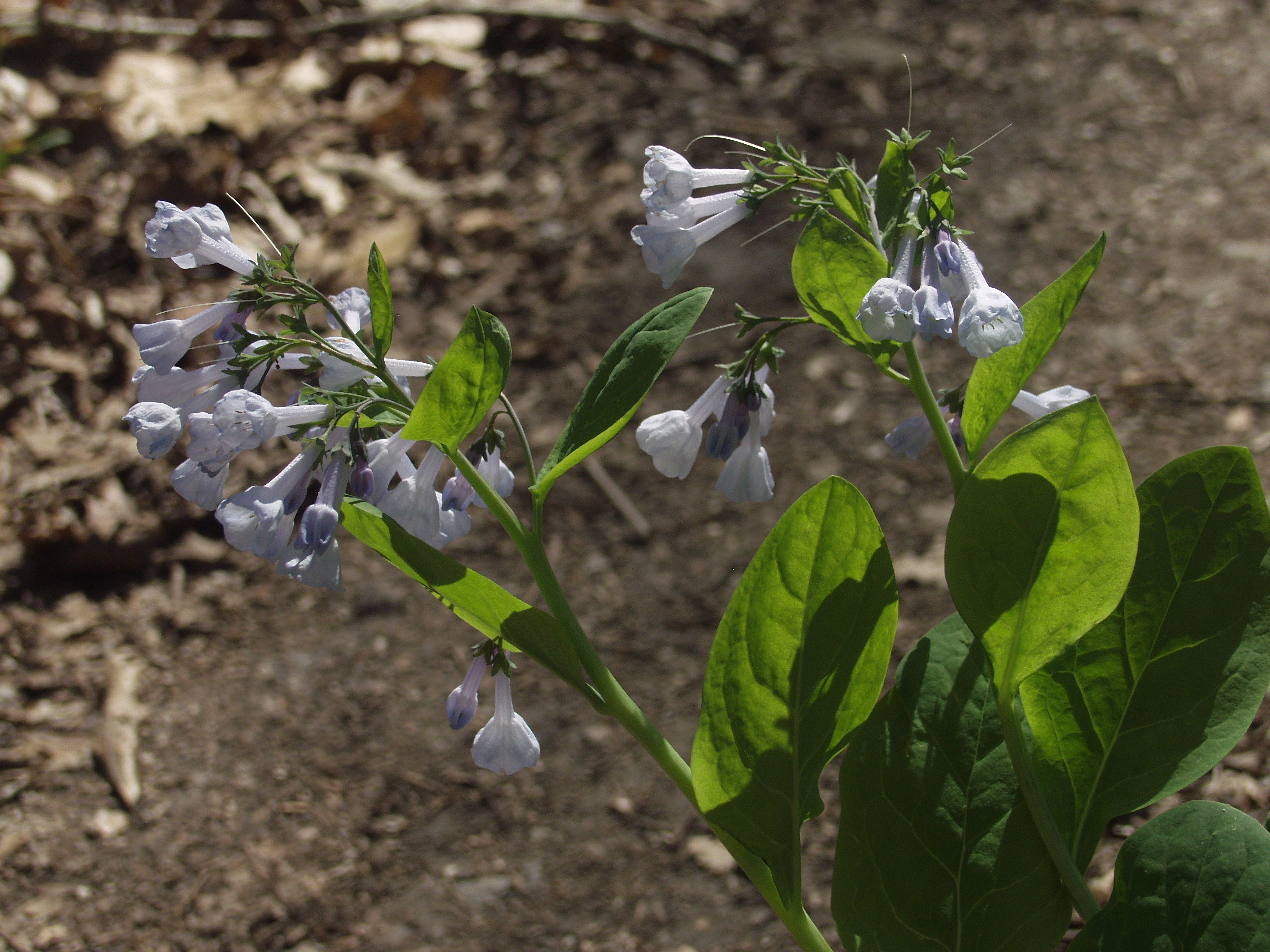 Mertensia virginica (Virginia bluebells) Boraginaceae